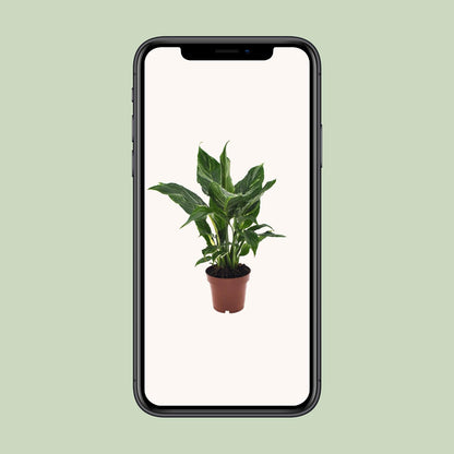 Kamerplant - Spathiphyllum Diamond - Pot Ø 12cm Hoogte ↕ 40cm