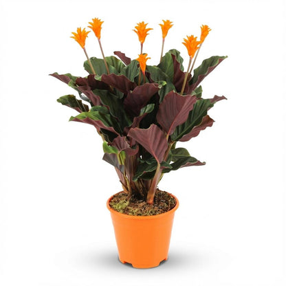 Kamerplant - Calathea Crocata - Pot Ø 14cm Hoogte ↕ 40-45cm