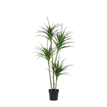 Kunstplant - Dracaena - Hoogte ↕ 165cm