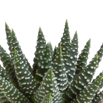 Kamerplant 15x Cactus en Vetplanten Mix - Zonder pot - Ø 5.5cm