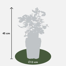 Buitenplant 2x Ribes 'Lady Sun' - Bloeiend - Pot Ø 13cm Hoogte ↕ 45cm