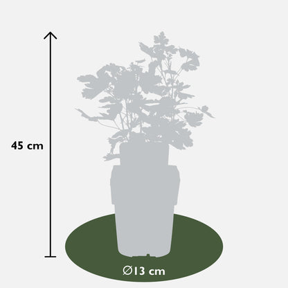 Buitenplant 2x Ribes 'Lady Sun' - Bloeiend - Pot Ø 13cm Hoogte ↕ 45cm