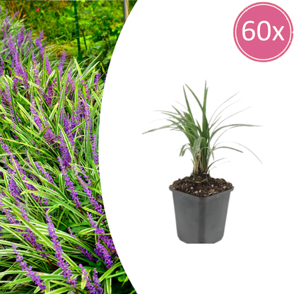 Buitenplant 60x Liriope muscari 'Moneymaker' - Pot Ø 9cm Hoogte ↕ 10-25cm