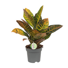Kamerplant - Codiaeum Petra - Croton - Pot Ø 17cm Hoogte ↕ 45cm