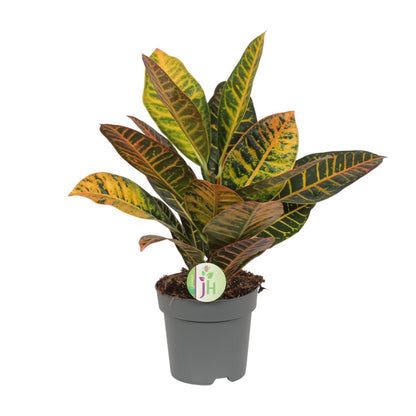 Kamerplant - Codiaeum Petra - Croton - Pot Ø 17cm Hoogte ↕ 45cm