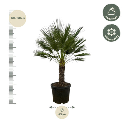 XL plant - Chamaerops humilis op Stam - Winterhard - Pot Ø 45cm Hoogte ↕ 150cm