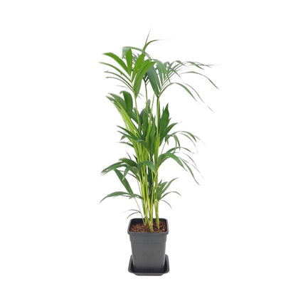 Kamerplant - Howea Forsteriana - Pot Ø 21cm Hoogte ↕ 110cm