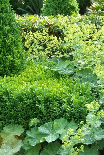 Buitenplant 48x Buxus Sempervirens - Pot Ø 9cm Hoogte ↕ 10-25cm