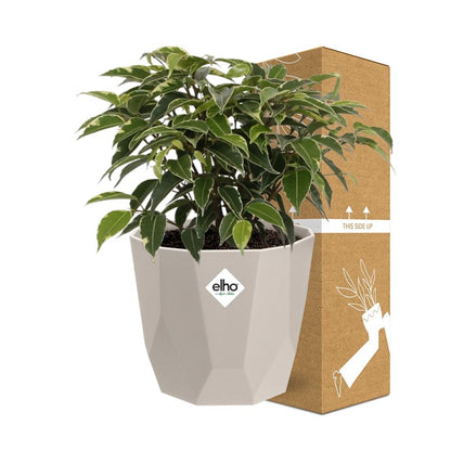 Kamerplant - Ficus Benjamina Kinky - Pot Ø 14cm