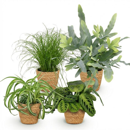 Kamerplant - Mix van 4 Huisdiervriendelijke Planten - Pot Ø 12cm Hoogte ↕ 25cm