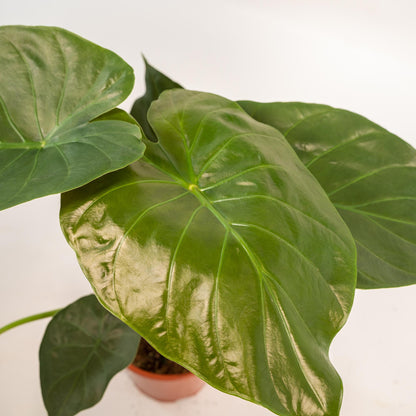 Kamerplant - Alocasia Wentii + Mand Igmar - Pot Ø 19cm Hoogte ↕ 65cm