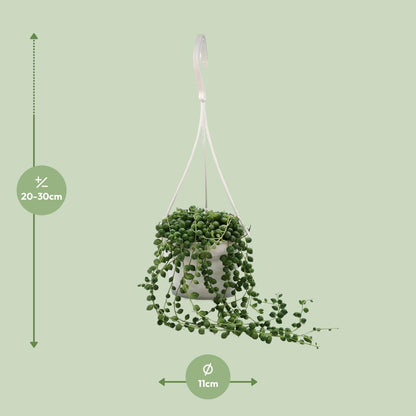 Kamerplant - Senecio Rowleyanus - Pot Ø 11cm Hoogte ↕ 25cm