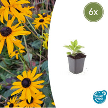 Buitenplant 6x Rudbeckia fulgida 'Goldsturm' - Bloeiend - Pot Ø 9cm Hoogte ↕ 10-25cm