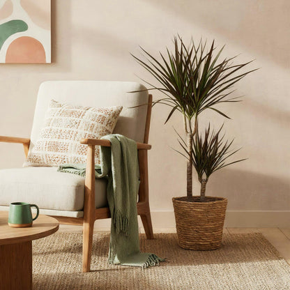 Green BoutiQ - Green is... Kamerplanten - Dracaena Magenta - Drakenbloedboom - Weinig onderhoud - met mand - Groen - 1 Plant - Pot 21cm - Hoogte 90-100cm