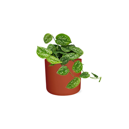Kamerplant - Scindapsus Pictus 'Argyraeus' - Hangplant - Met sierpot - Pot Ø 14cm