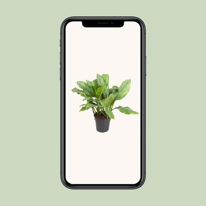 Kamerplant - Aglaonema B.J. Freedman - Pot Ø 24cm Hoogte ↕ 70cm