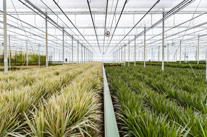 XL kamerplant - Dracaena Marginata - Pot Ø 21cm Hoogte ↕ 110cm