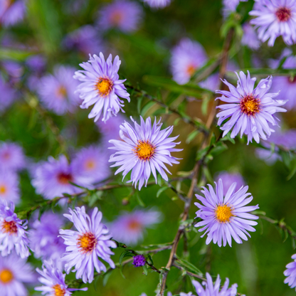 Buitenplant 60x Aster frikartii 'Monch' - Bloeiend - Pot Ø 9cm
