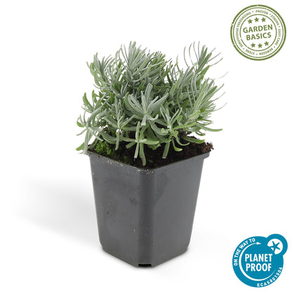 Buitenplant 60x Lavandula 'Hidcote' - Bloeiend - Pot Ø 9cm Hoogte ↕ 10-25cm
