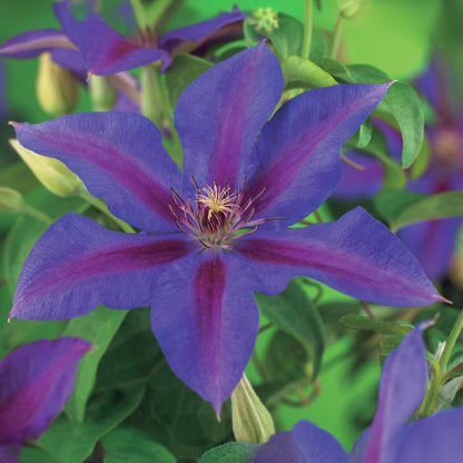 Buitenplant 2x Clematis Mrs. N. Thompson - Bloeiend - Pot Ø 11cm Hoogte ↕ 40cm