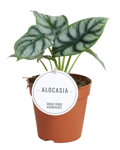 Kamerplant - Alocasia Silver Dragon - Pot Ø 12cm Hoogte ↕ 25cm