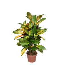 Kamerplant - Croton Mrs. Iceton - Pot Ø 14cm Hoogte ↕ 60cm