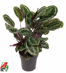 Kamerplant - Calathea Medallion - Pot Ø 24cm Hoogte ↕ 80cm