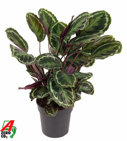 Kamerplant - Calathea Medallion - Pot Ø 24cm Hoogte ↕ 80cm