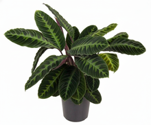 Kamerplant - Calathea Warscewiczii - Pot Ø 24cm Hoogte ↕ 90cm