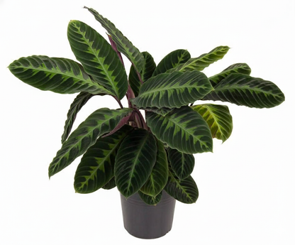 Kamerplant - Calathea Warscewiczii - Pot Ø 24cm Hoogte ↕ 90cm