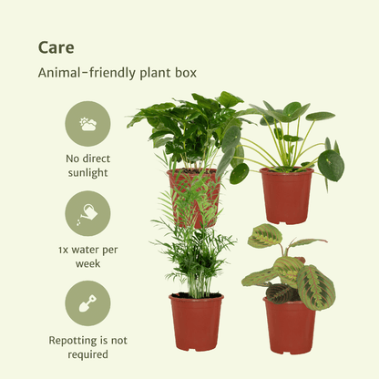 Diervriendelijke plantenbox - 4 stuks - Pot Ø 12cm Hoogte ↕ 20-40cm