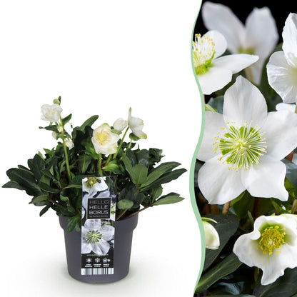 Buitenplant - Helleborus 'Christmas Carol' - Bloeiend - Pot Ø 17cm Hoogte ↕ 35cm