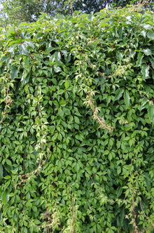 Buitenplant - Parthenocissus q. var. 'Engelmannii' - Klimplant - Pot Ø 15cm Hoogte ↕ 65cm