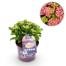 Buitenplant - Hortensia Hydrangea Forever & Ever - Roze - Pot Ø 23cm Hoogte ↕ 55cm