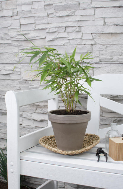 Buitenplant - Fargesia robusta 'Pingwu' - Pot Ø 14cm Hoogte ↕ 40cm