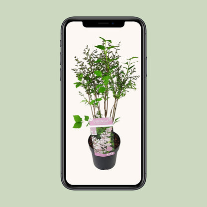 Buitenplant - Syringa patula 'Violet Uprising' - Bloeiend - Pot Ø 19cm Hoogte ↕ 35cm