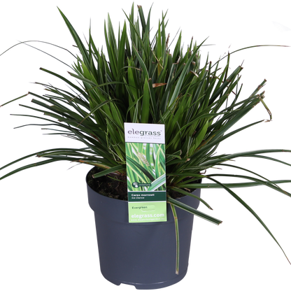 Buitenplant - Carex morrowii 'Ice Dance' - Pot Ø 14cm Hoogte ↕ 30cm