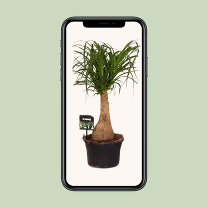 Kamerplant - Beaucarnea Nolina - Pot Ø 19cm Hoogte ↕ 60cm