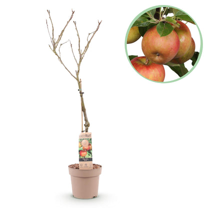 Buitenplant - Malus domestica Elstar - Fruitboom - Pot Ø 21cm Hoogte ↕ 90cm