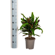 Kamerplant - Codiaeum 'Croton' Mamey - Pot Ø 17cm Hoogte ↕ 40-60cm