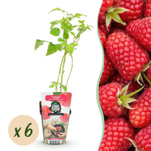 Buitenplant 6x Framboos Rubus idaeus Heritage - Winterhard - Pot Ø 9cm