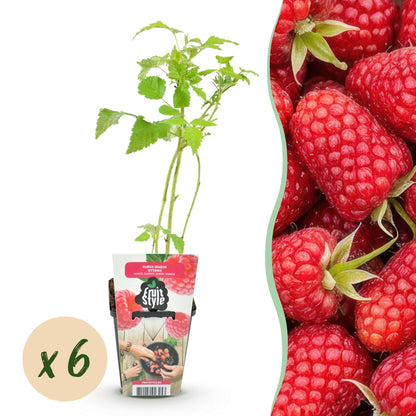 Buitenplant 6x Framboos Rubus idaeus Heritage - Winterhard - Pot Ø 9cm