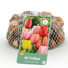 Buitenplant - Tulp Darwin Hybride Mix - Bloeiend - 40 stuks Bolmaat 10/12