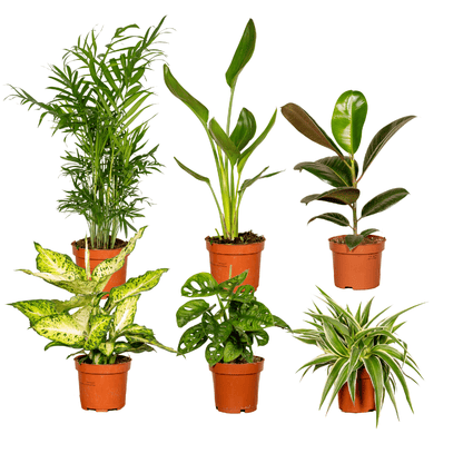 Kamerplant 6x Verrassingsbox - Pot Ø 12cm Hoogte ↕ 25cm