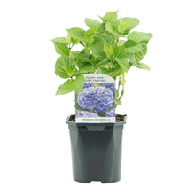 Buitenplant - Hydrangea macrophylla Blue - Bloem Blauw - Pot Ø 17cm Hoogte ↕ 30cm