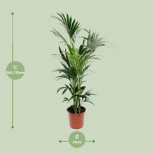 XL kamerplant - Howea - Pot Ø 24cm Hoogte ↕ 170cm
