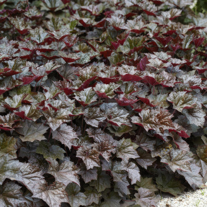 Buitenplant 48x Heuchera mic. 'Palace Purple' - Pot Ø 9cm Hoogte ↕ 10-25cm