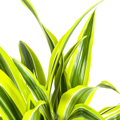 Kamerplant - Dracaena Deremensis Lemon Lime - Pot Ø 19cm Hoogte ↕ 70-90cm