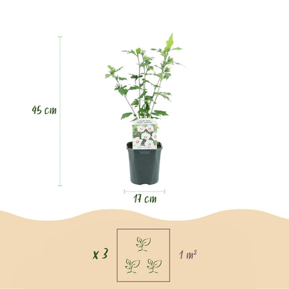 Buitenplant - Hibiscus syriacus 'Red Heart' - Wit met Rood Hart - Pot Ø 17cm Hoogte ↕ 45cm