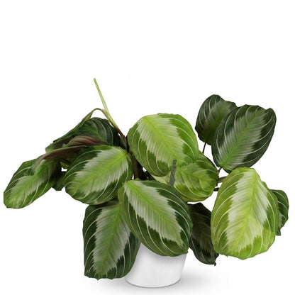 Kamerplant - Maranta Fascinator Silverband - Pot Ø 12cm Hoogte ↕ 25cm